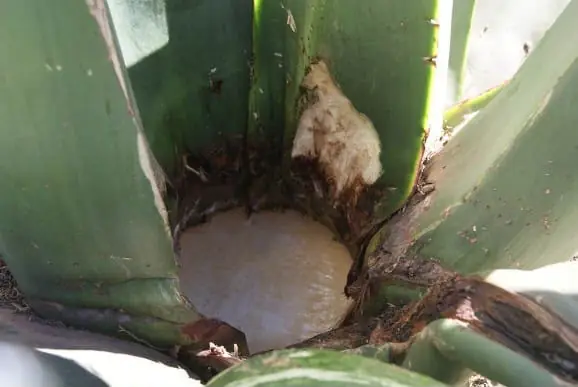 Corazón del maguey raspado donde se acumula el aguamiel