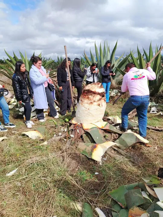 Grupo observando el raspado del maguey en el campo