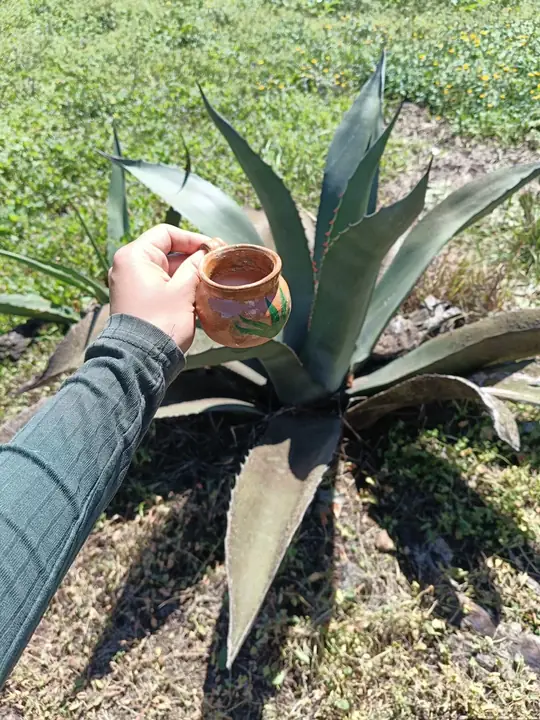 Jarrito de barro frente a un maguey pulquero